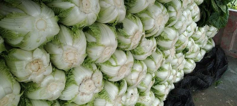 白菜黄心白菜地头批发菜