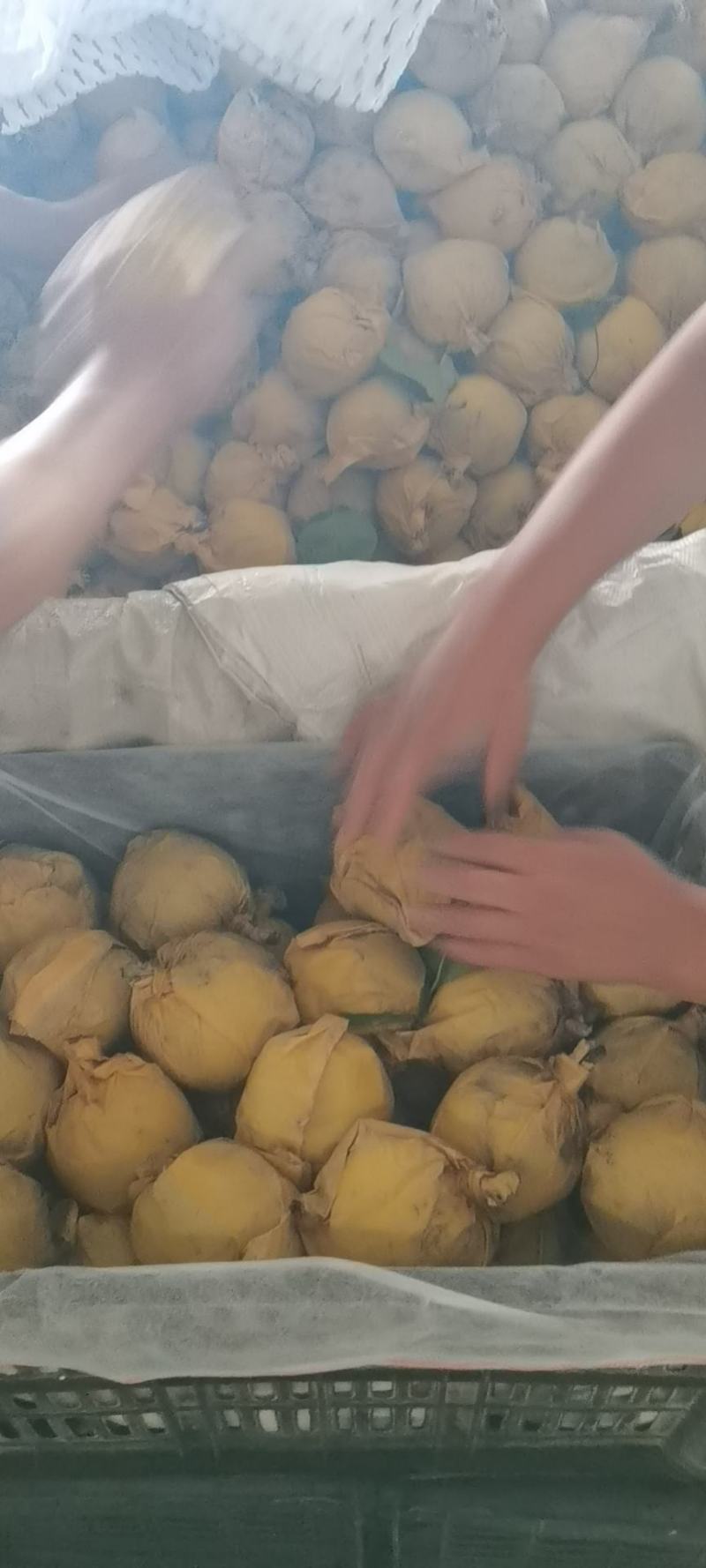 晋州净树皇冠梨，三到四两，价格美丽，毛毛钱一斤
