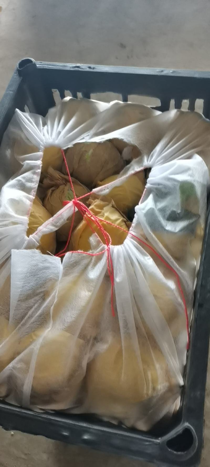 晋州净树皇冠梨，三到四两，价格美丽，毛毛钱一斤