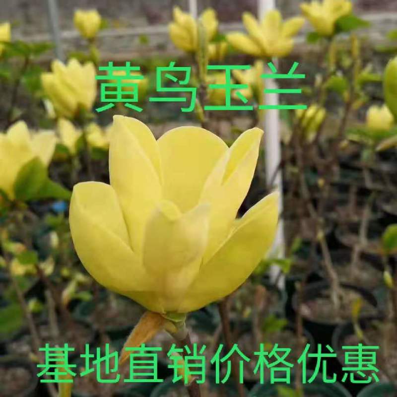 正宗黄鸟玉兰黄玉兰观赏树金黄玉兰树苗嫁接玉兰盆栽苗批发价