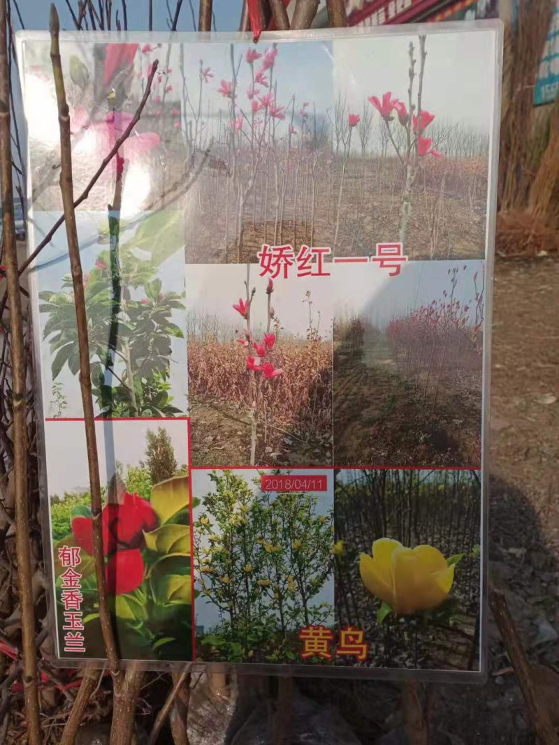 正宗黄鸟玉兰黄玉兰观赏树金黄玉兰树苗嫁接玉兰盆栽苗批发价