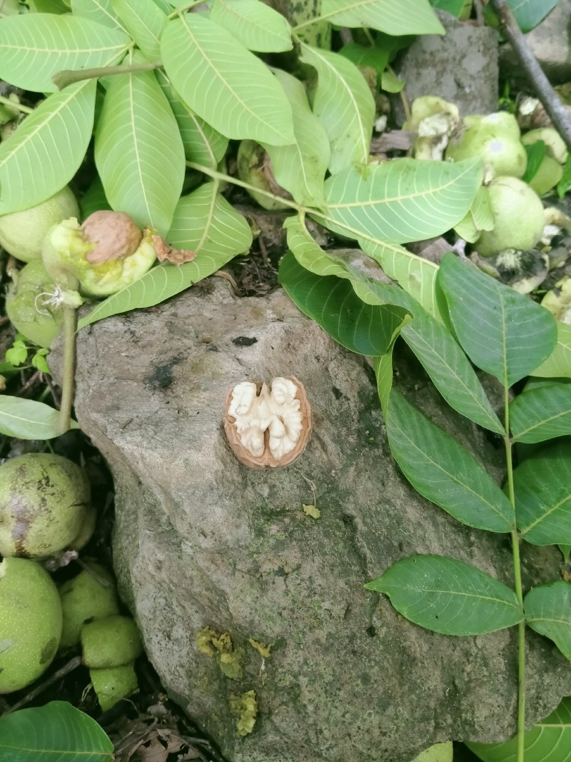 核桃