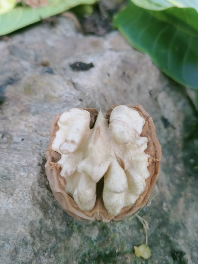 核桃