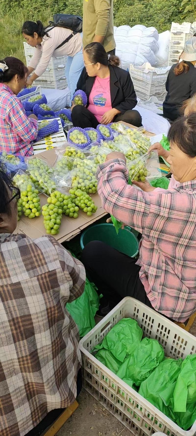 陕西大荔阳光玫瑰葡萄基地，瓜型口，口感甜，果面亮