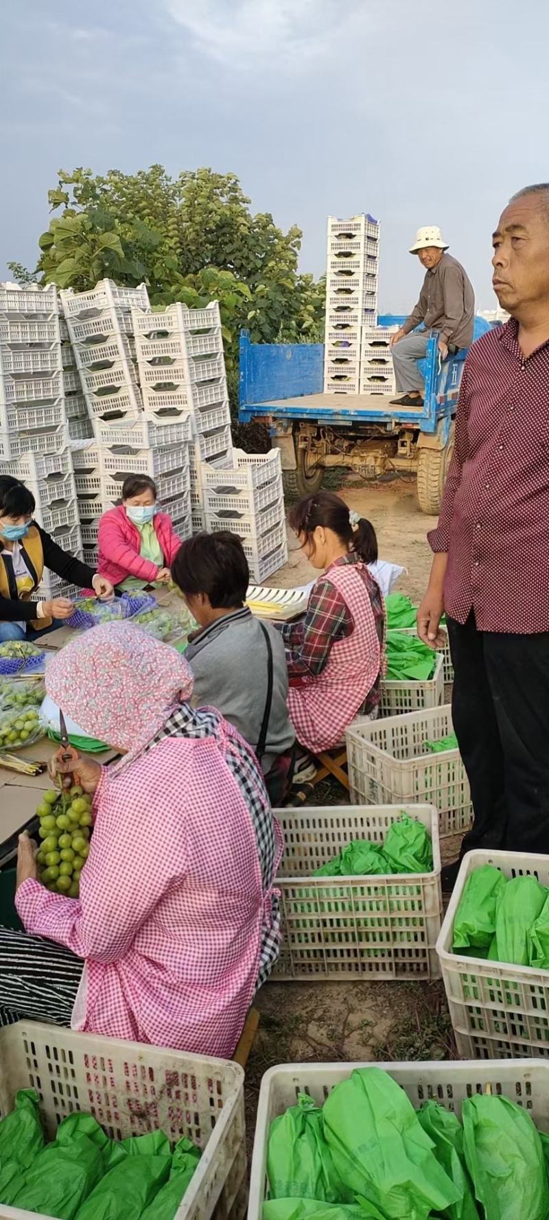 陕西大荔阳光玫瑰葡萄基地，瓜型口，口感甜，果面亮