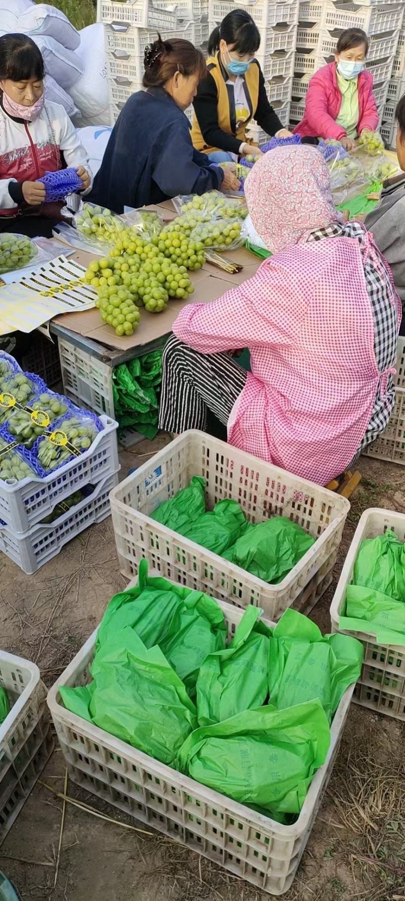 陕西大荔阳光玫瑰葡萄基地，瓜型口，口感甜，果面亮