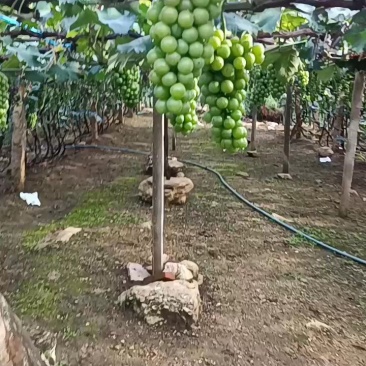 扒皮巨峰葡萄大量有货，有需要的老板联系。