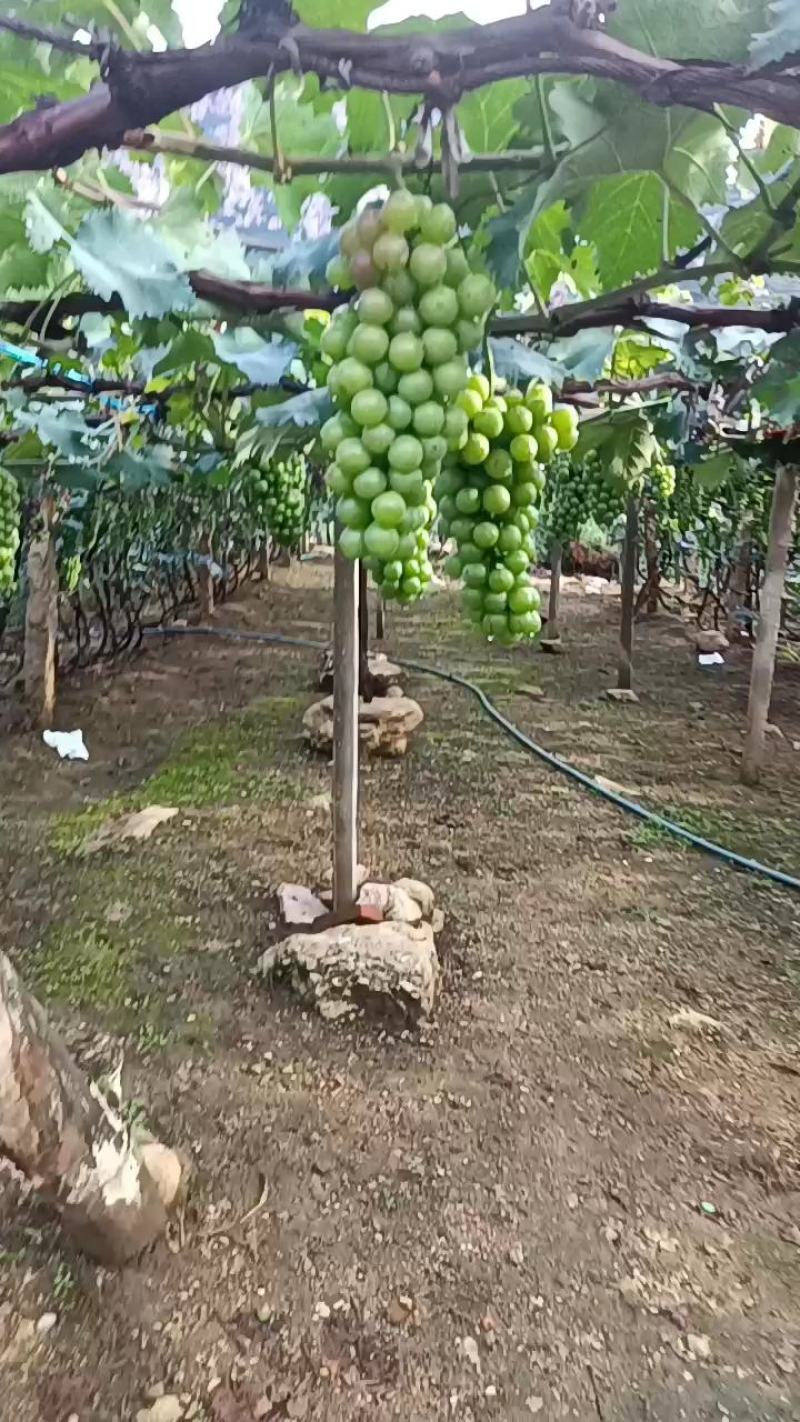 扒皮巨峰葡萄大量有货，有需要的老板联系。