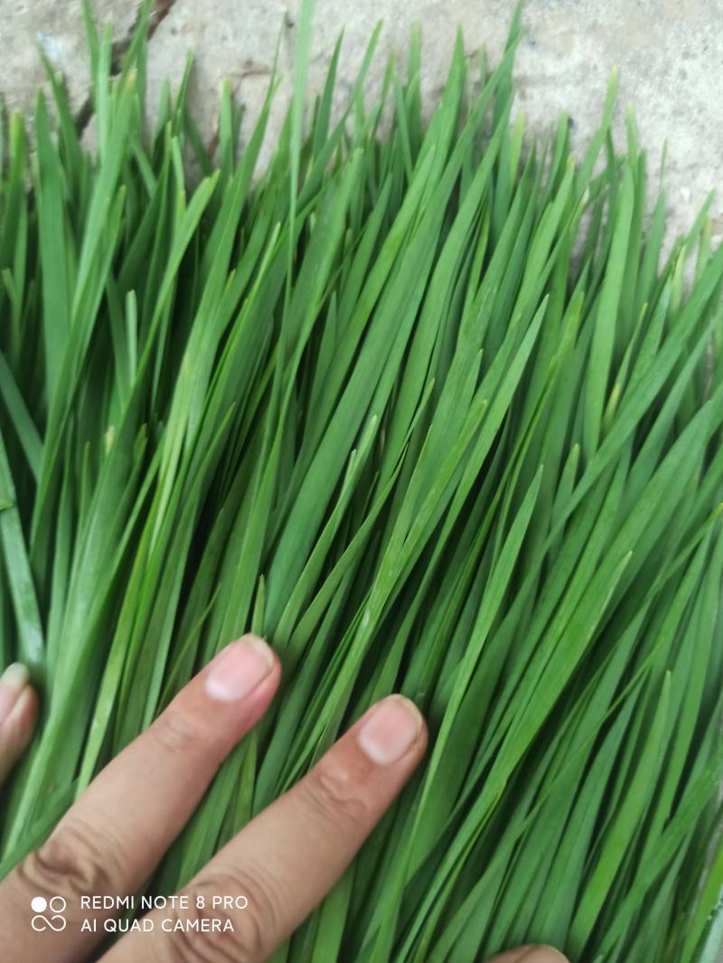 邯郸万亩韭菜基地，常年供应优质韭菜