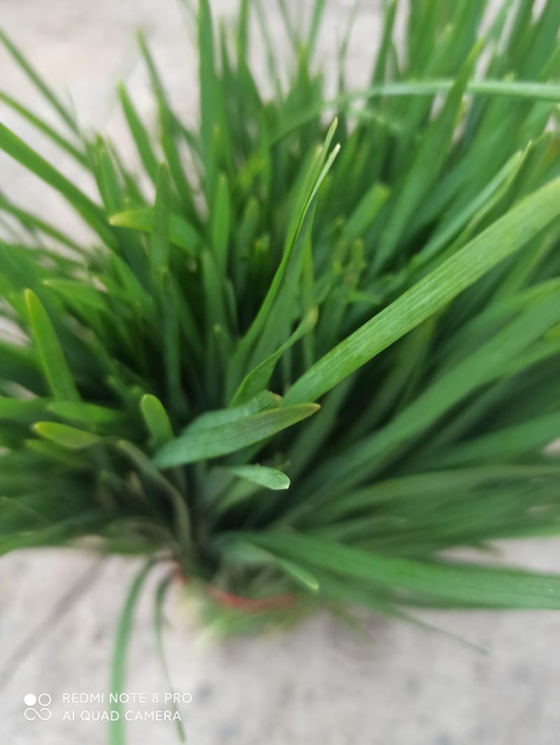 邯郸万亩韭菜基地，常年供应优质韭菜