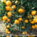 【新品种】由良蜜桔苗/特早蜜桔苗优于其他品种蜜橘更早更甜