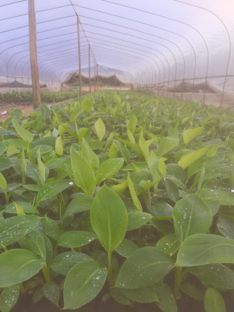 基地批发香蕉苗，红蕉苗，紫蕉苗，苹果香蕉苗，巴西香蕉苗，
