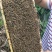 中蜂，4脾带王发货，可一件代发，货源充足，大量供应