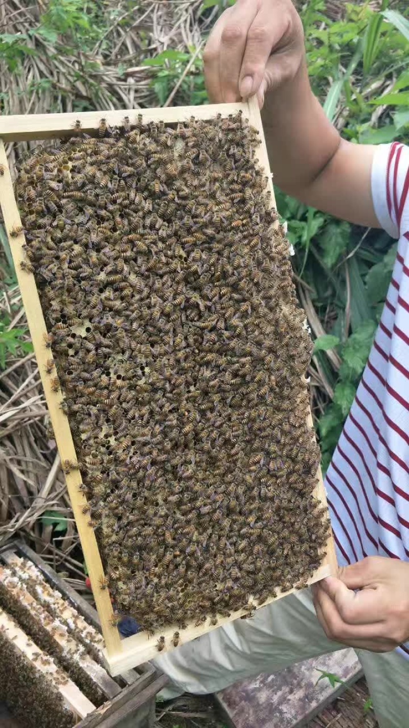 中蜂，4脾带王发货，可一件代发，货源充足，大量供应