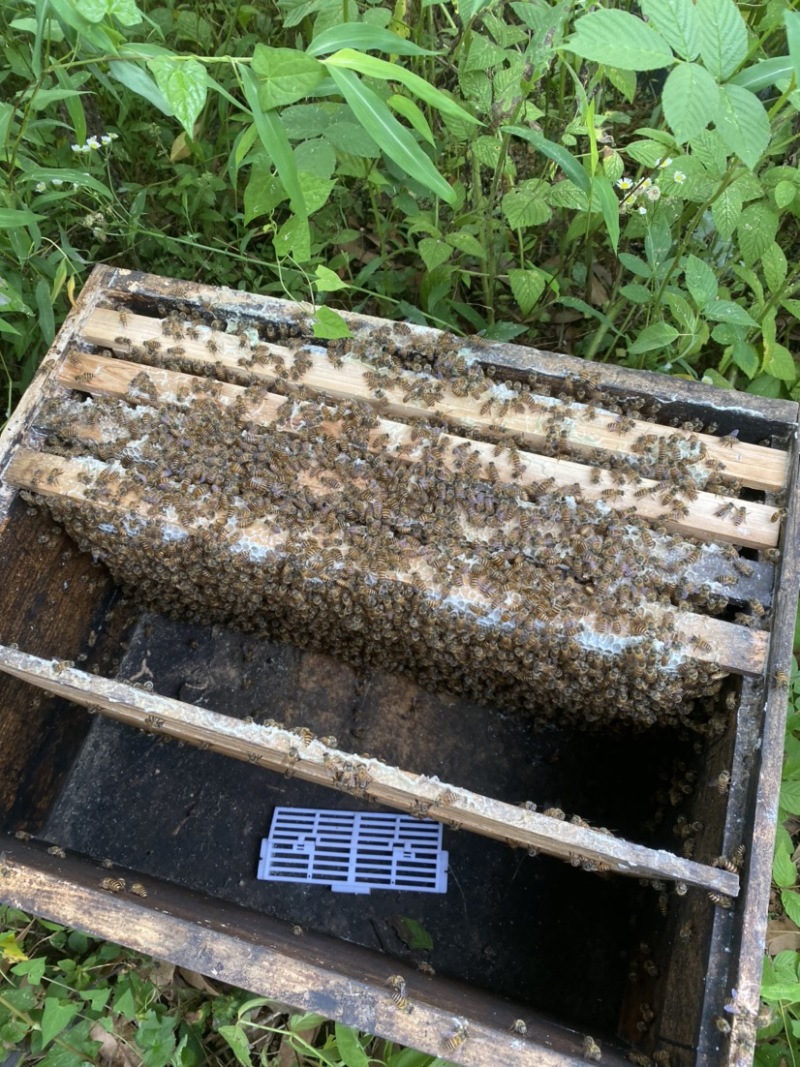 中蜂，4脾带王发货，可一件代发，货源充足，大量供应
