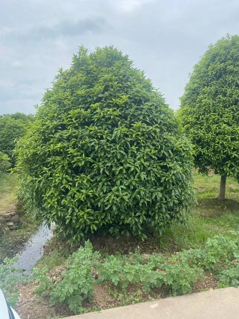 丛生地笼桂花树，冠幅2一2.5米大量供应，欢迎订购