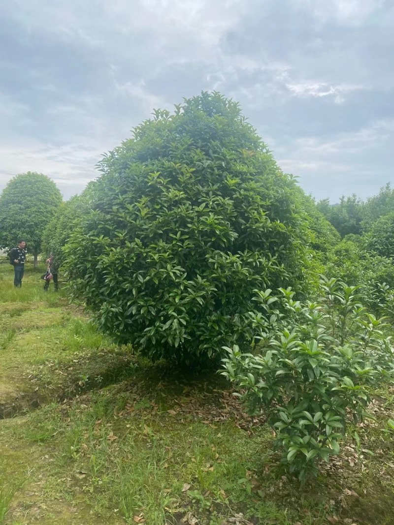 丛生地笼桂花树，冠幅2一2.5米大量供应，欢迎订购