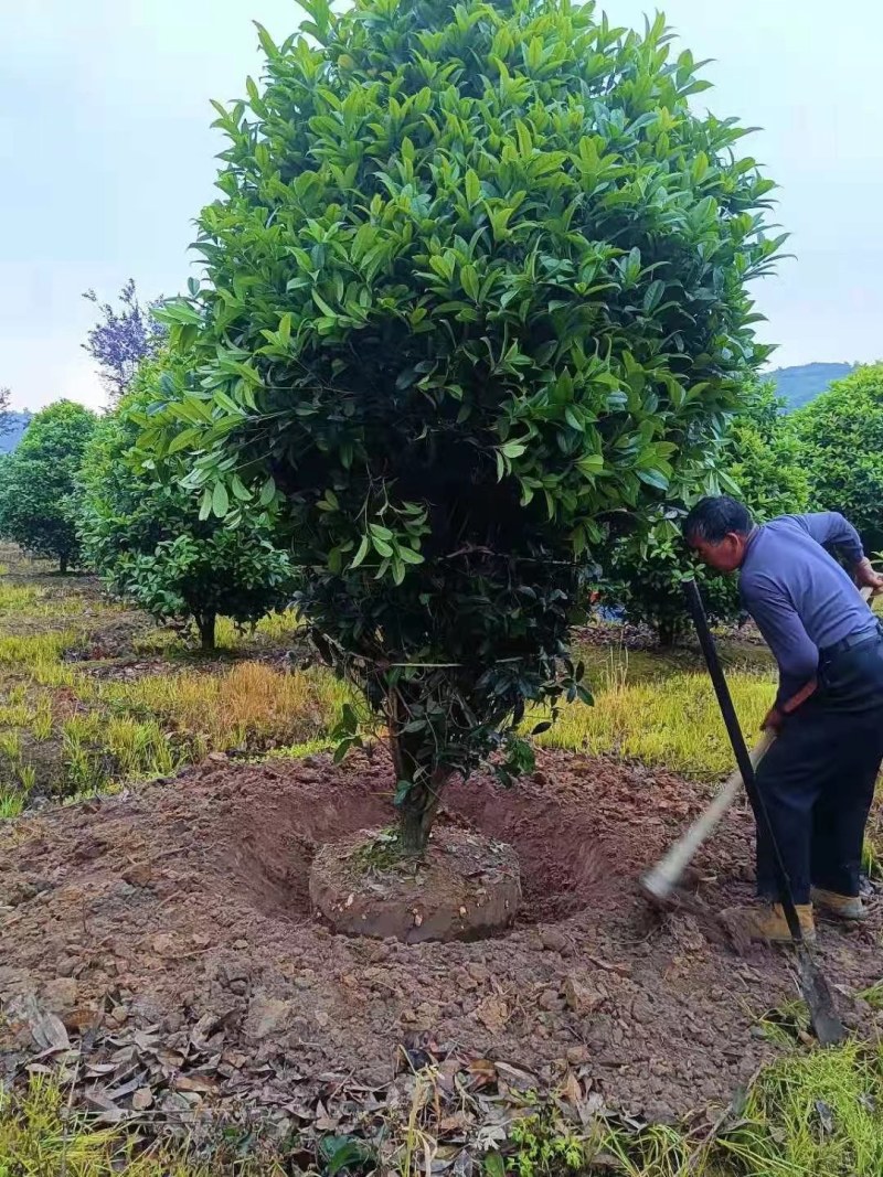 丛生地笼桂花树，冠幅2一2.5米大量供应，欢迎订购