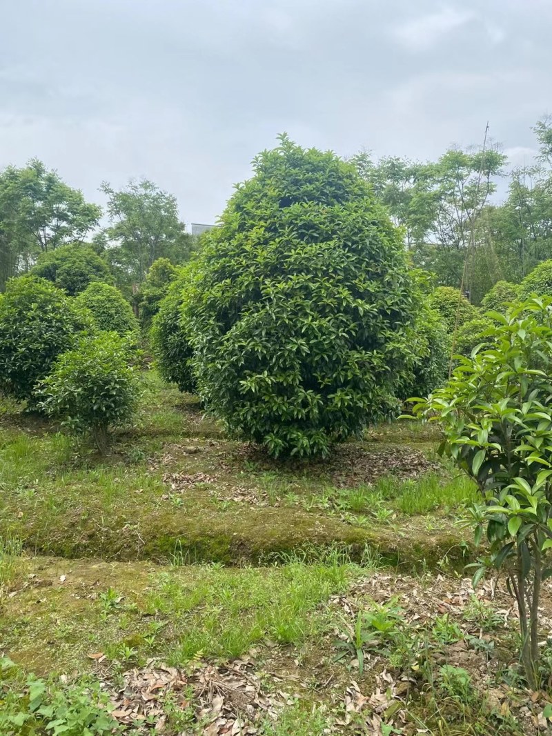 丛生地笼桂花树，冠幅2一2.5米大量供应，欢迎订购