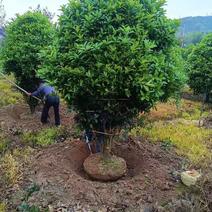 丛生地笼桂花树，冠幅2一2.5米大量供应，欢迎订购