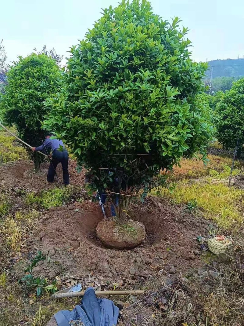 丛生地笼桂花树，冠幅2一2.5米大量供应，欢迎订购