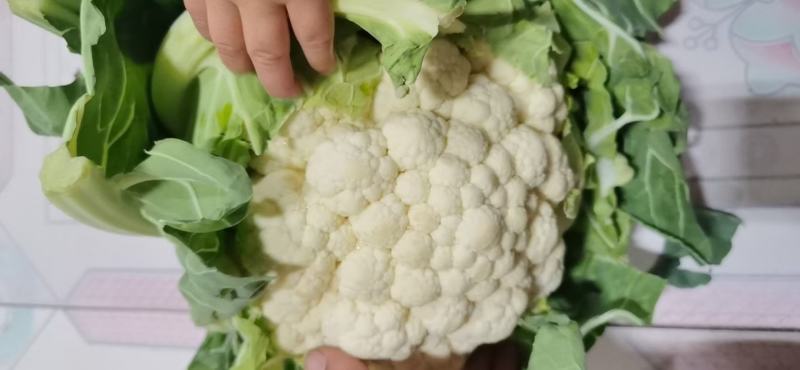 加工厂河北省邯郸市永年区万亩蔬菜基地大量供应加工厂菜花
