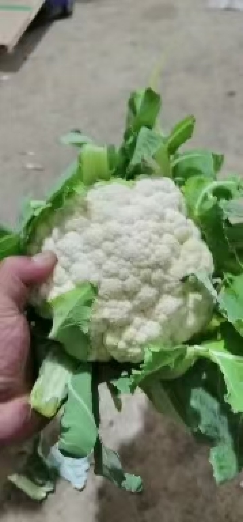 加工厂河北省邯郸市永年区万亩蔬菜基地大量供应加工厂菜花