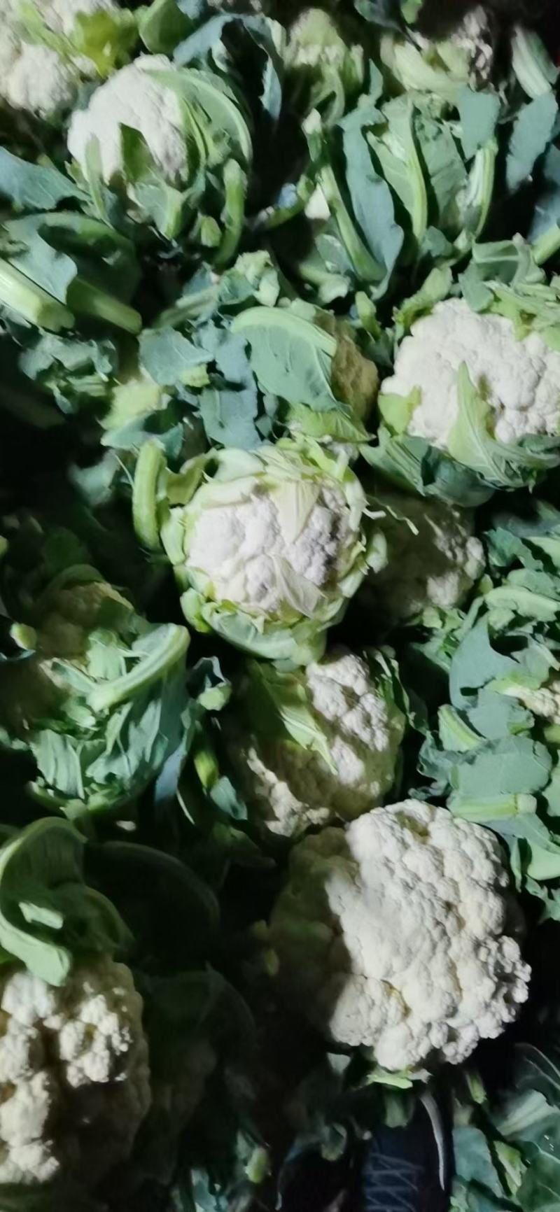 加工厂河北省邯郸市永年区万亩蔬菜基地大量供应加工厂菜花