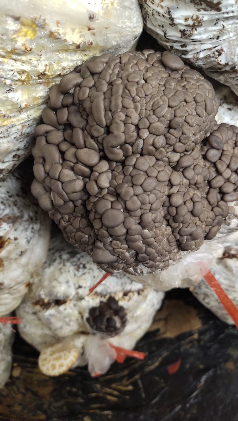 高产菌棒