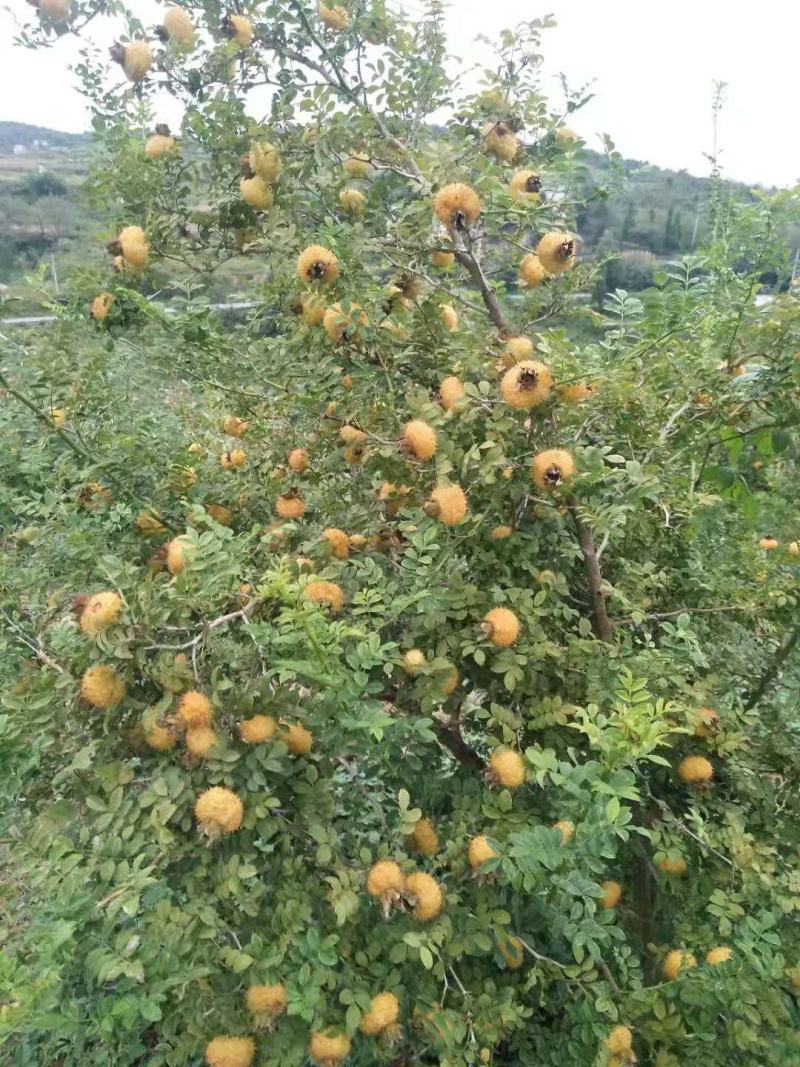 农家原生态刺梨