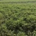 河南精品花生，现摘现发，货源充足，基地直供，一条龙服务！