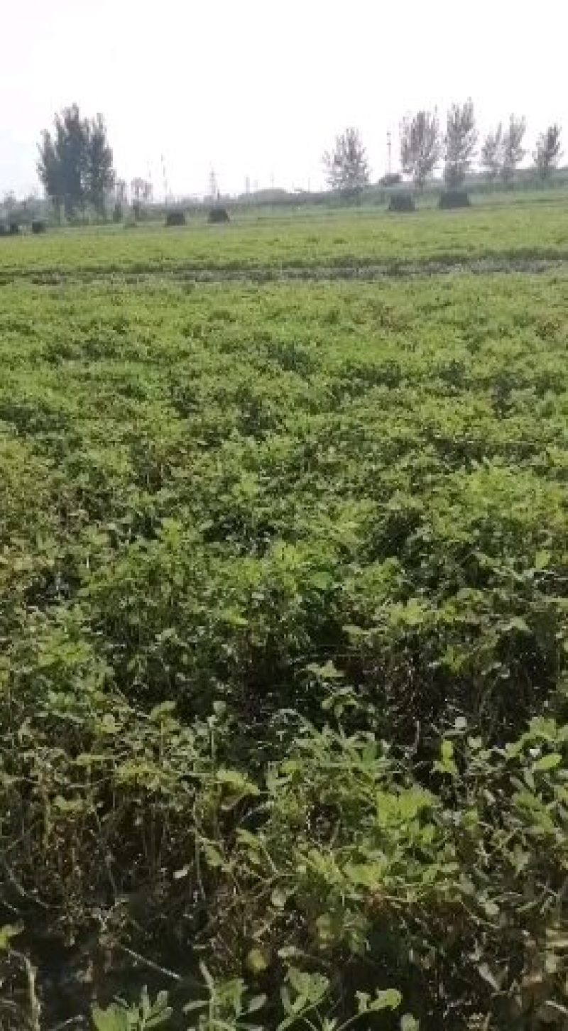 河南精品花生，现摘现发，货源充足，基地直供，一条龙服务！