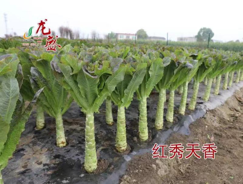 红秀天香晚秋冬主栽红圆叶莴笋种子绿肉香莴笋莴苣种子耐寒