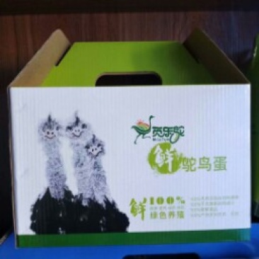 小活鸵鸟两只起邮驼鸟蛋新鲜