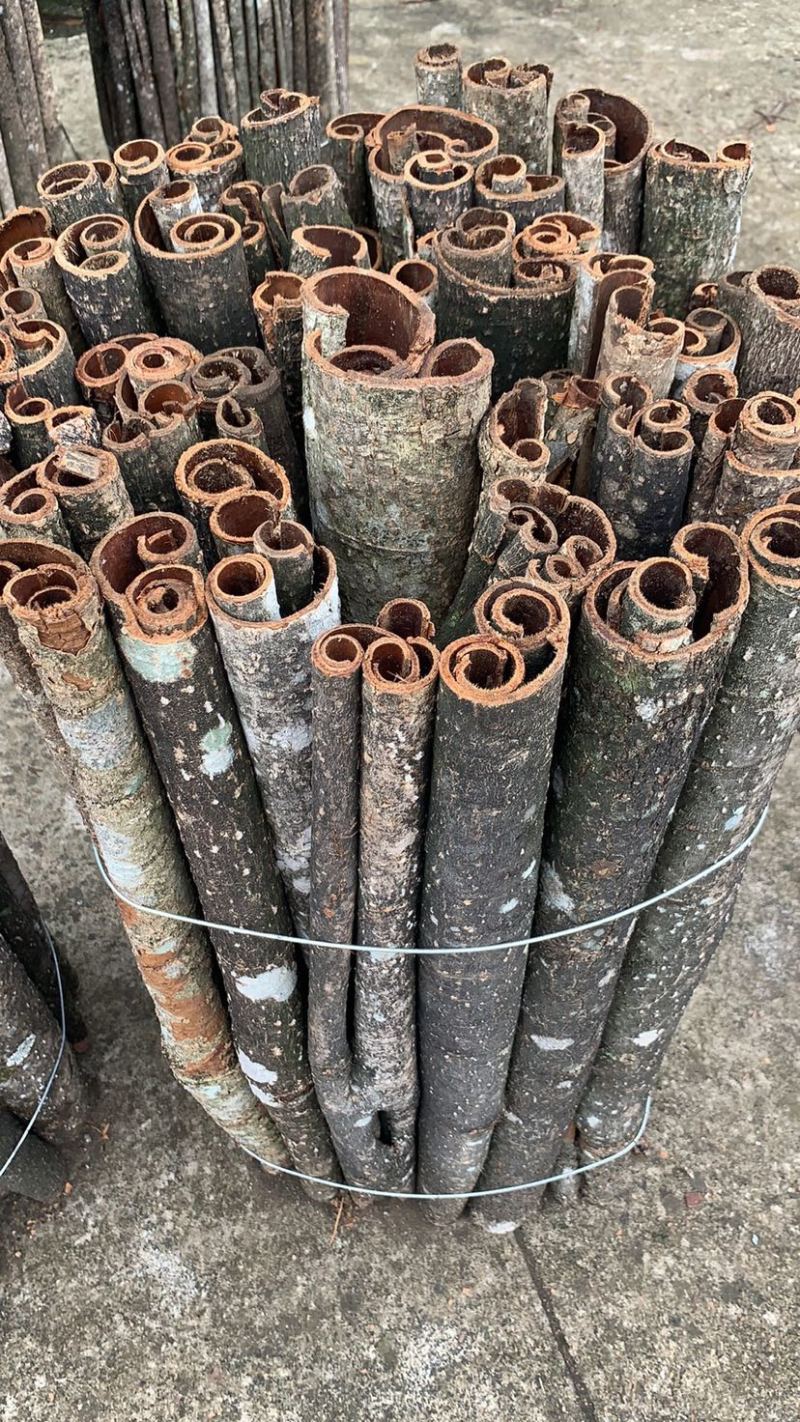 湖南永远道县厚朴高含量规格好
