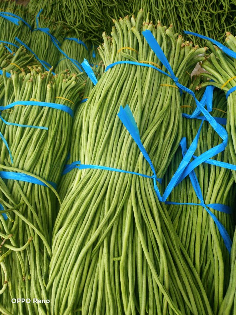 内黄县秋豆角大量上市质量好