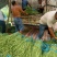 内黄县秋豆角大量上市质量好