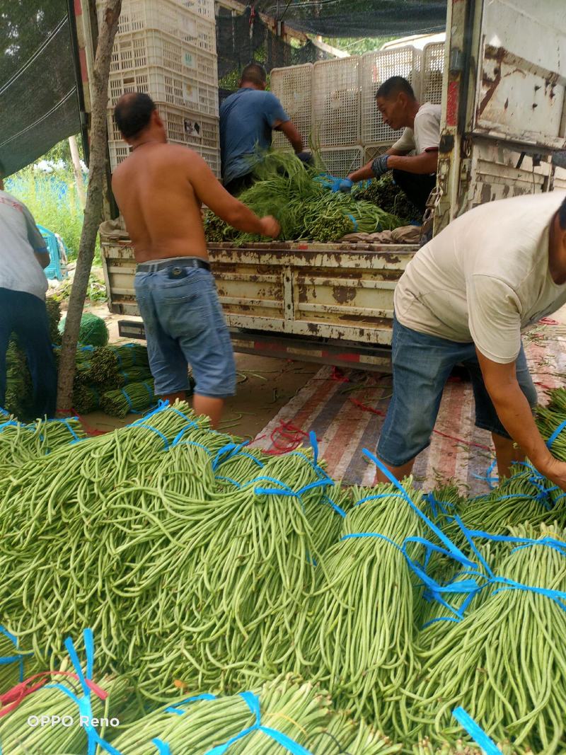 内黄县秋豆角大量上市质量好