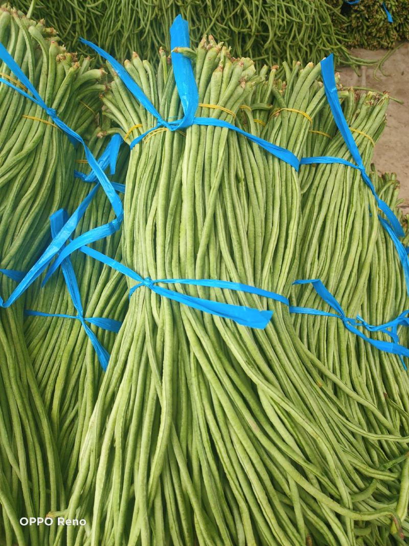 内黄县秋豆角大量上市质量好