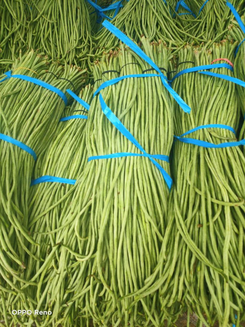 内黄县秋豆角大量上市质量好