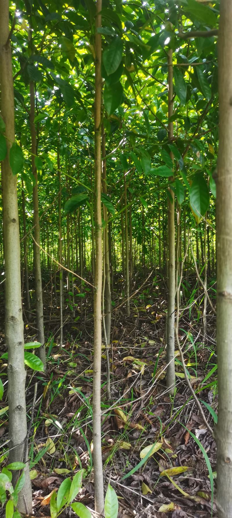 基地供应3公分乐昌含笑，深山含笑，大小规格齐全