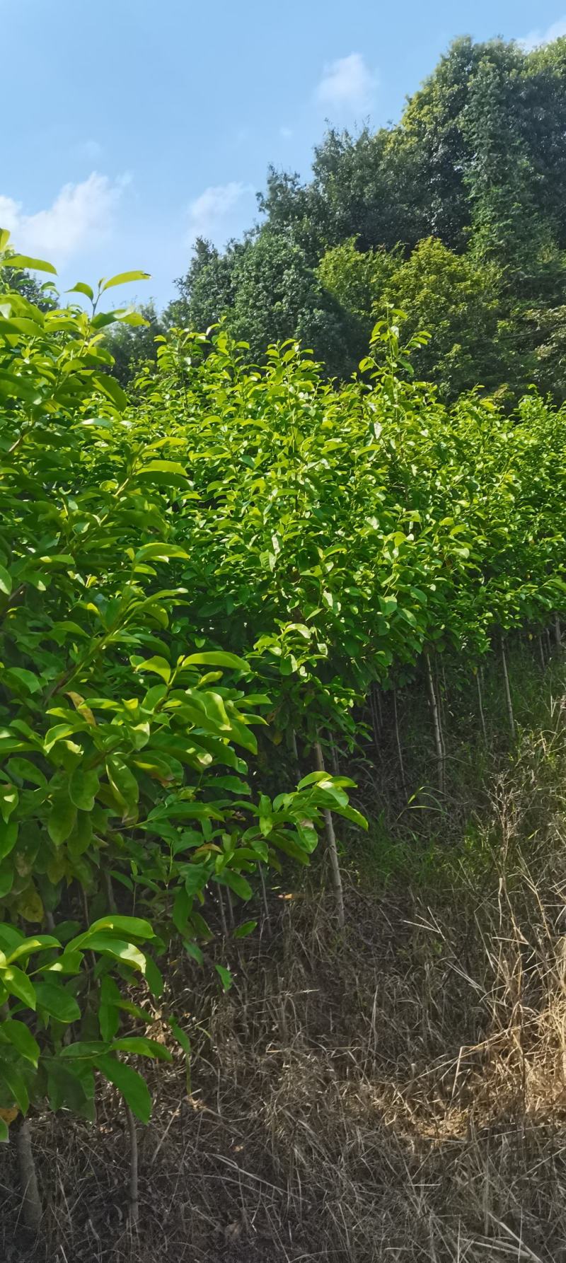 基地供应3公分乐昌含笑，深山含笑，大小规格齐全