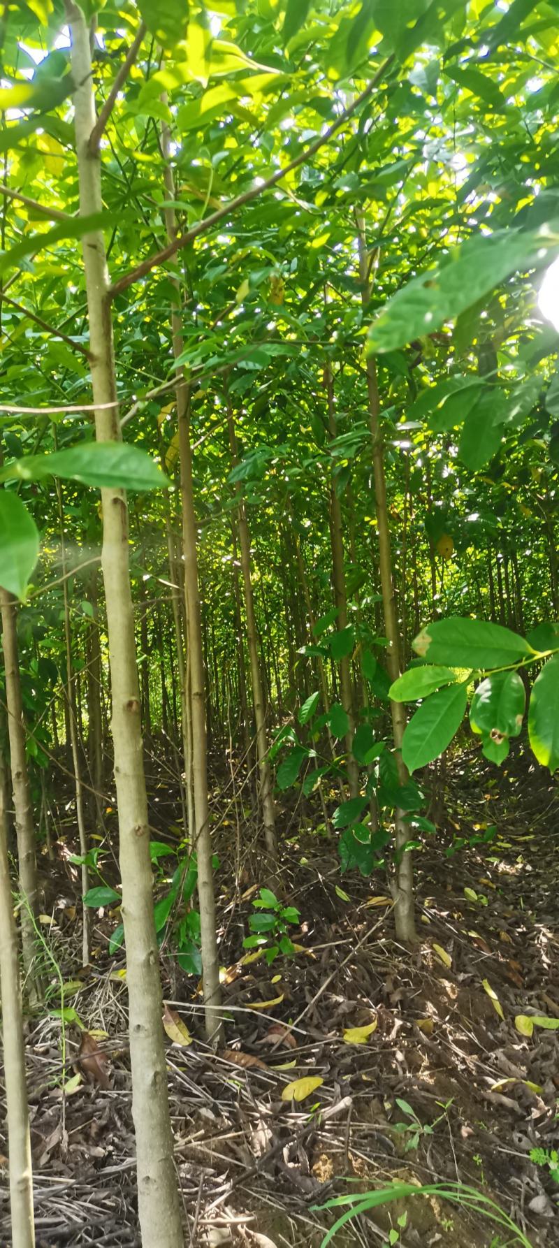 基地供应3公分乐昌含笑，深山含笑，大小规格齐全