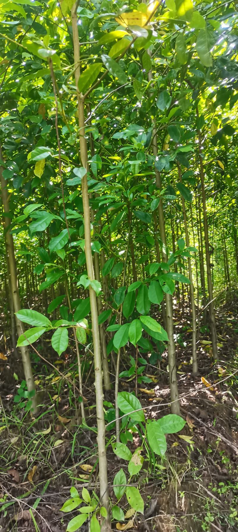 基地供应3公分乐昌含笑，深山含笑，大小规格齐全