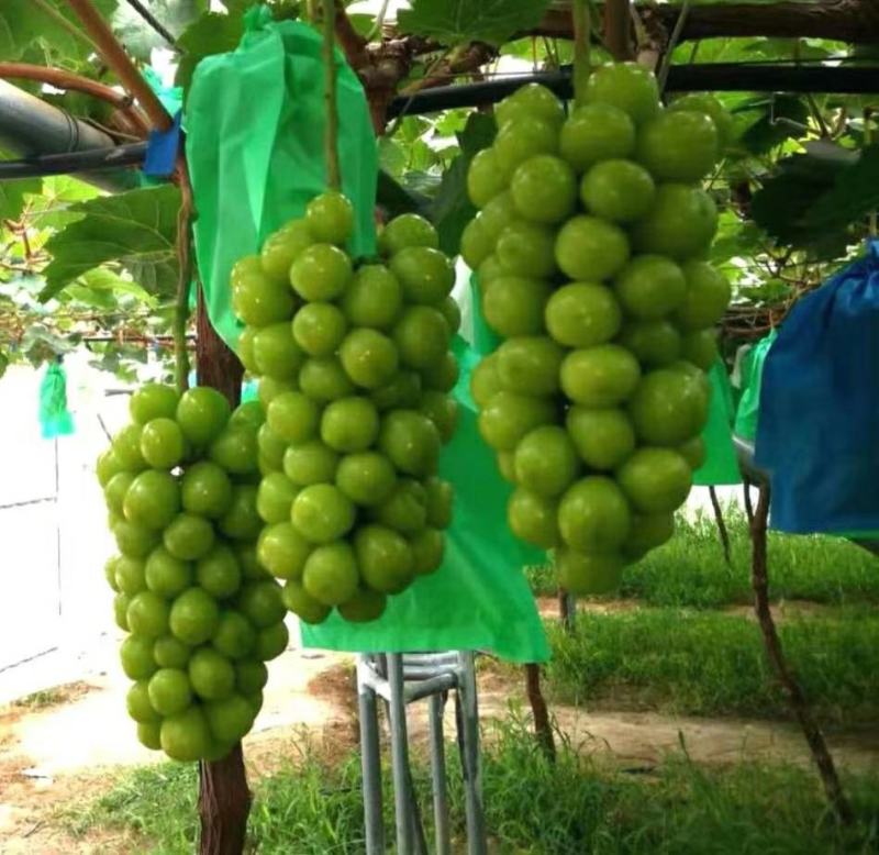 阳光玫瑰