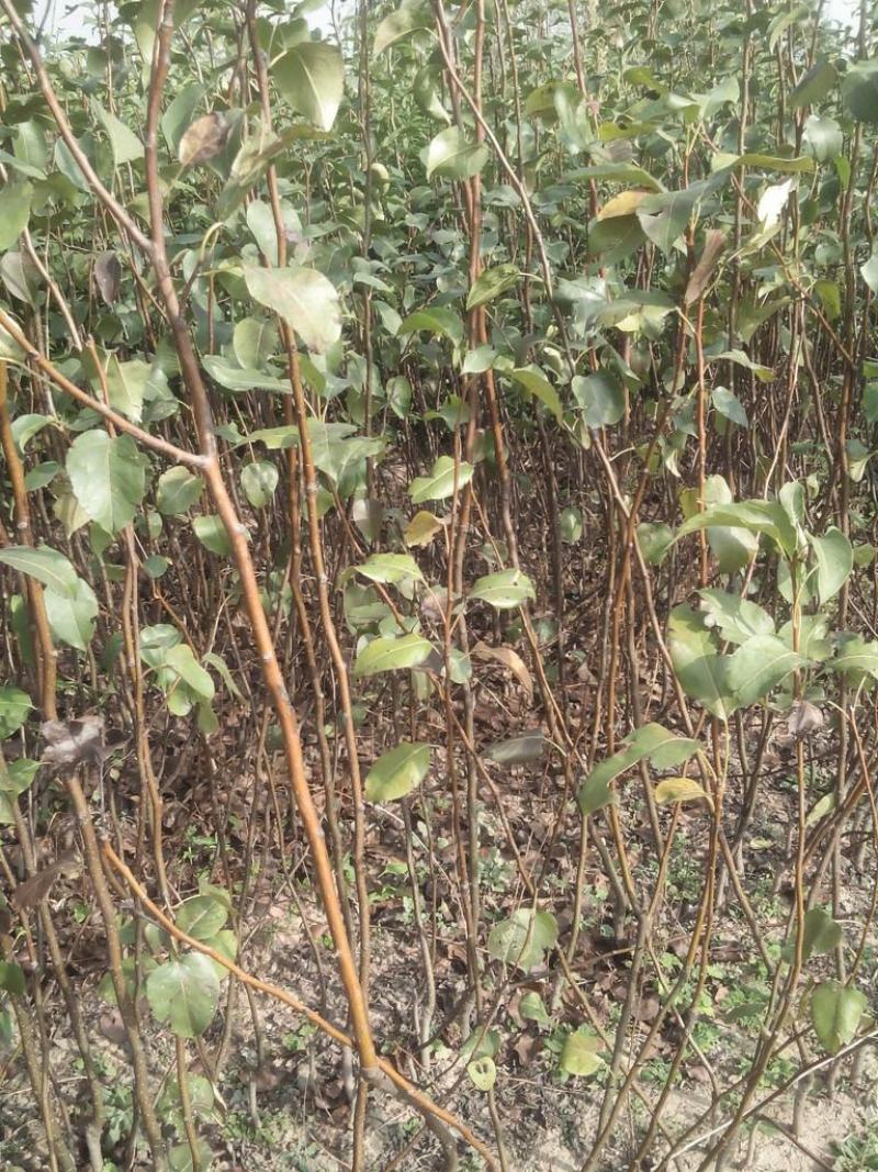 秋月梨树苗嫁接梨苗当年结果金秋蜜梨金秋梨树苗南方北方种植