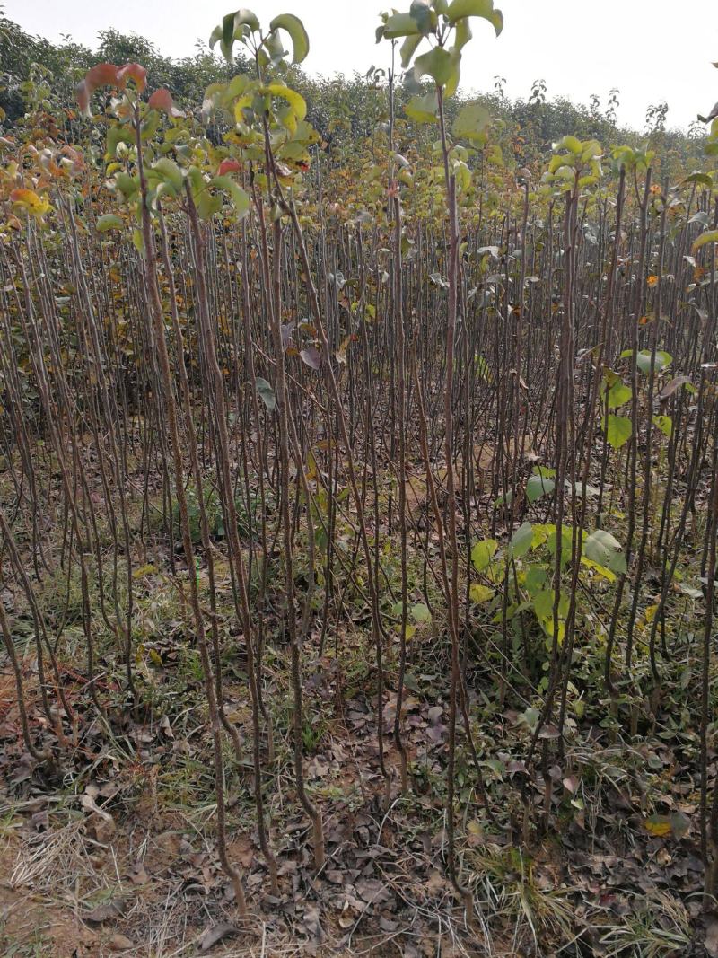 秋月梨树苗嫁接梨苗当年结果金秋蜜梨金秋梨树苗南方北方种植