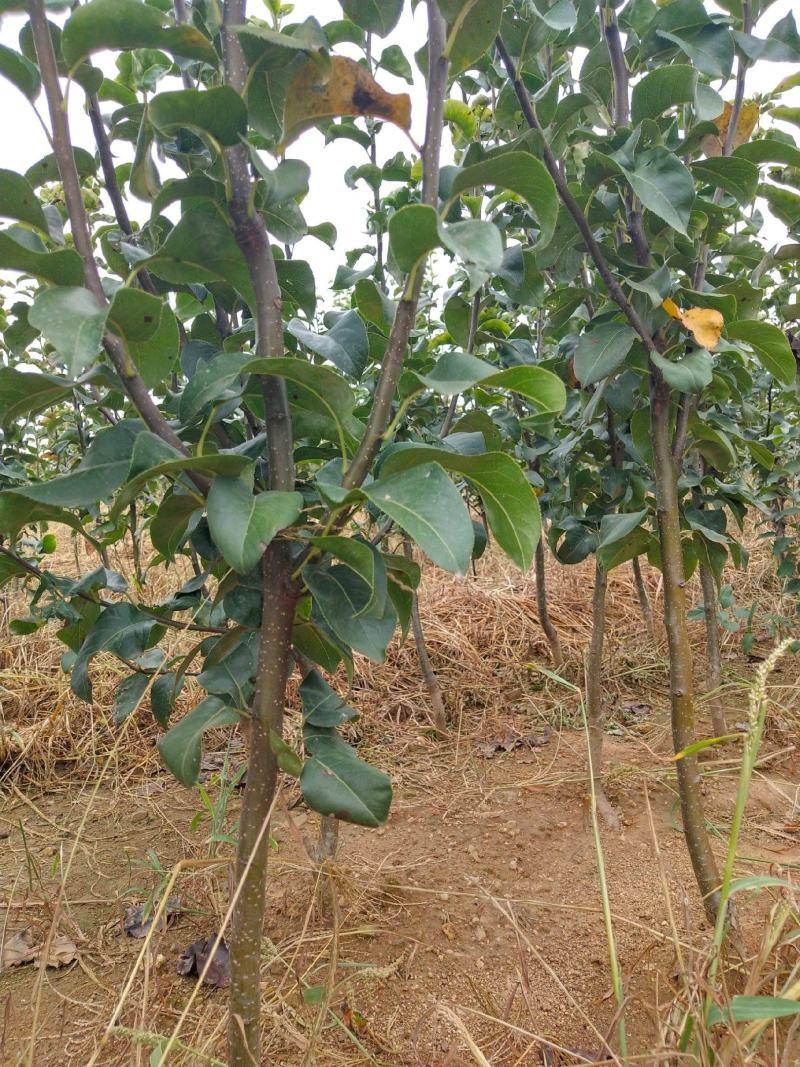 秋月梨树苗嫁接梨苗当年结果金秋蜜梨金秋梨树苗南方北方种植