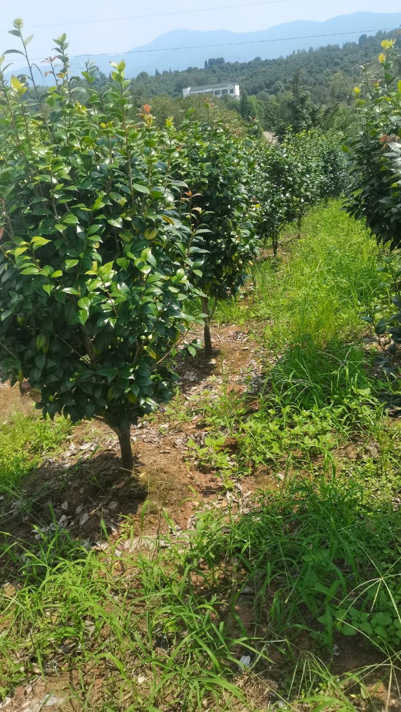 基地大量供应茶花，精品茶花，大小规格齐全