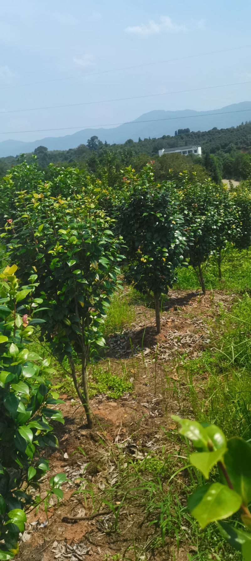 基地大量供应茶花，精品茶花，大小规格齐全